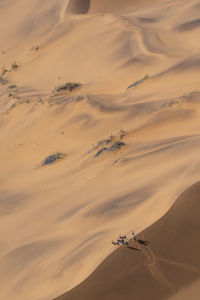 Group of oryx on a ridge of a sand dune