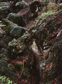 Trees growing in forest