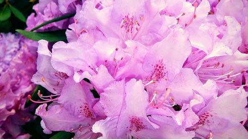 Close-up of pink flower