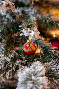 Close-up of christmas tree trunk