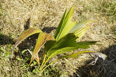 High angle view of fresh green plants on field