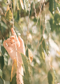 Close-up of hand holding plant