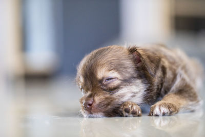 Close-up of a dog looking away
