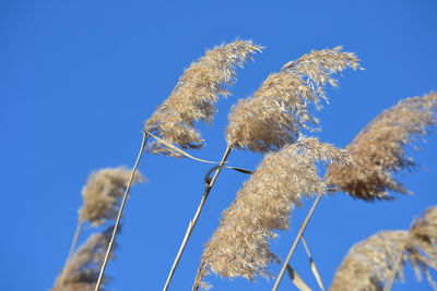 Low angle view of flowers against clear blue sky