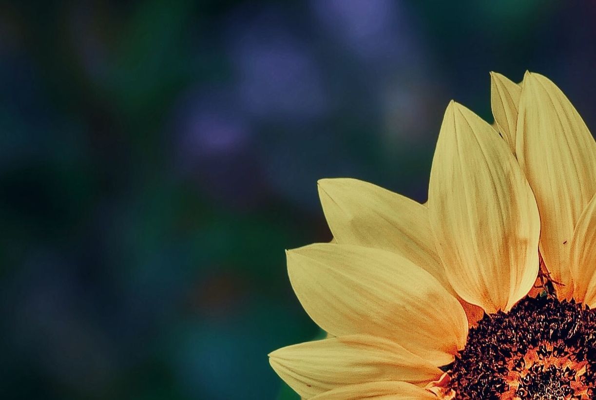 CLOSE-UP OF YELLOW ROSE FLOWER