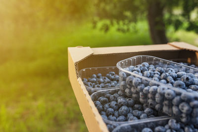 Close-up of grapes