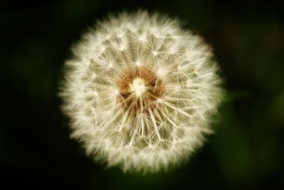 Close-up of dandelion flower against black background