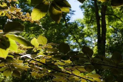 Low angle view of tree