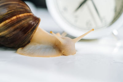 Close-up of snail on table