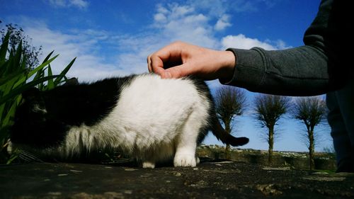 Midsection of a cat