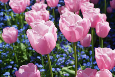 Close-up of pink flowers