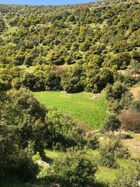 High angle view of trees in forest