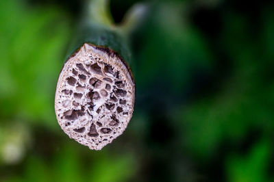 Close-up of fresh green plant in forest