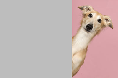 Portrait of dog against white background