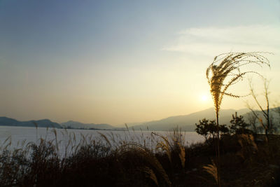 Plants growing on landscape against sky during sunset