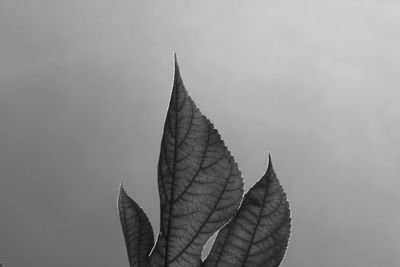 Low angle view of plant against sky