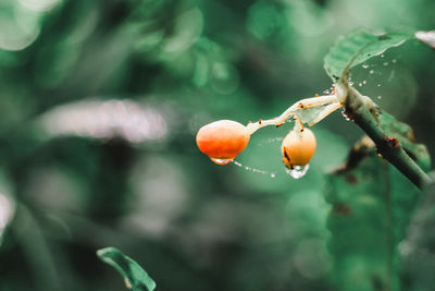 Close-up of wet fruit on plant