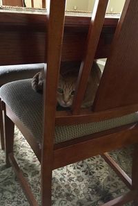 Portrait of cat sitting on chair