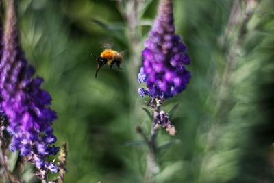 Close-up of bee pollinating on purple flower