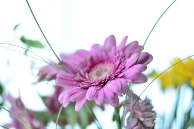 Close-up of pink flowers