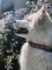 Close-up of a dog