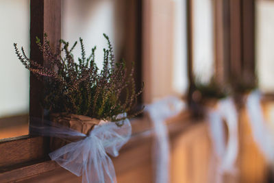 Close-up of potted plant on wooden structure