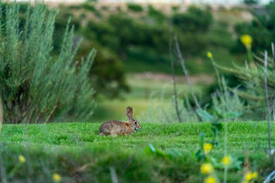Side view of giraffe on field