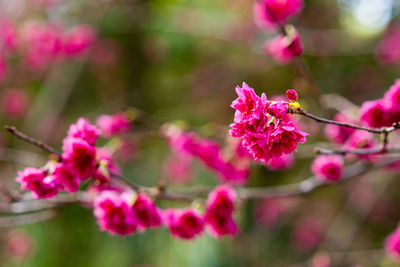 Close-up of pink pollinating flower