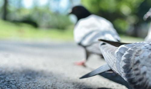 Close-up of bird on road in city