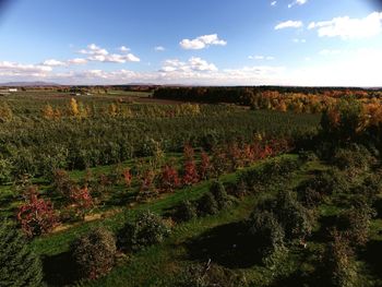Scenic view of field against sky