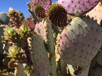 Close-up of plant