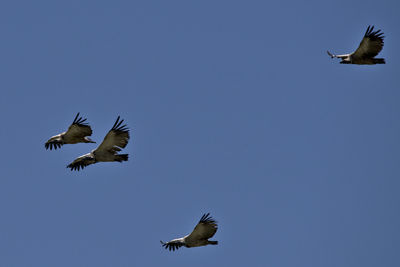 Low angle view of seagulls flying in sky