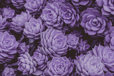 Full frame shot of fresh purple flowers