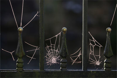 Close-up of spider web