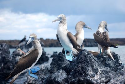 Blue footed boobies perching on a rock