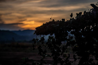 Silhouette plants on rock against sky during sunset