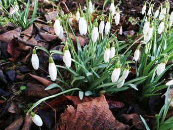 Close-up of white crocus flowers on field