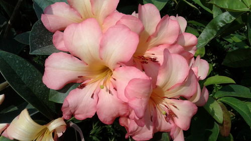 Close-up of pink flowers blooming outdoors