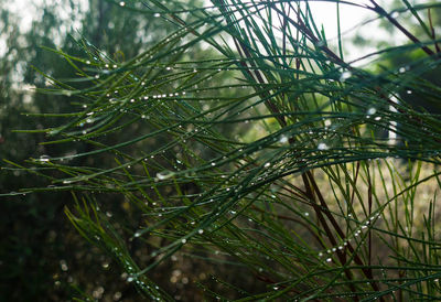 Close-up of water drops on plants