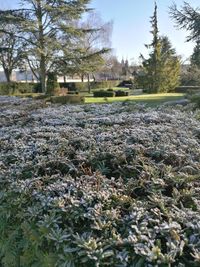 Close-up of flowers growing in park