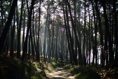 Dirt road passing through forest