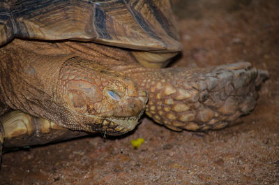 Close-up of lizard on land