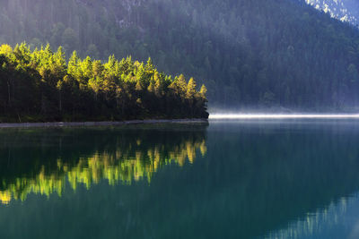 Scenic view of lake in forest