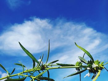 Low angle view of plant against blue sky