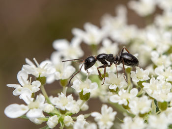 Close-up of bee on white flower