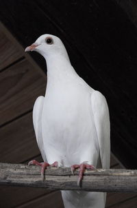 Close-up of bird