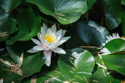 Close-up of lotus water lily in pond