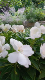 Close-up of white flowering plants