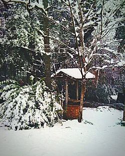 Snow covered trees in winter