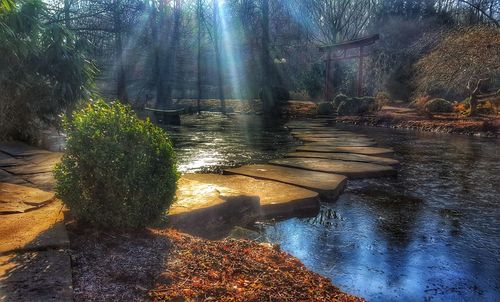 Shadow of trees on water